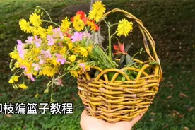 穿越必备技能：柳条编篮子，怕你学不会的保姆级教程啊！
