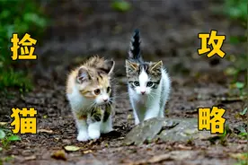 捡猫攻略！视频封面