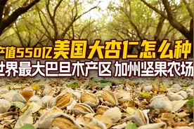 产值550亿美国大杏仁怎么种？世界最大巴旦木产区，加州坚果农场视频封面