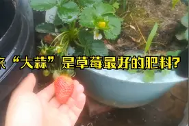 原来“大蒜”是草莓最好的肥料？教你用大蒜养草莓，果子大还甜视频封面