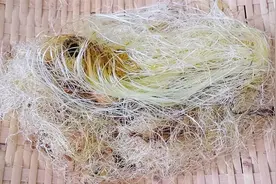 90岁老中医每天泡一杯玉米须茶喝，原来作用这么厉害，长见识了视频封面