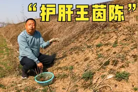 分享下给肉都不换的野菜，食用周期还特短，它营养美味价值还特高视频封面