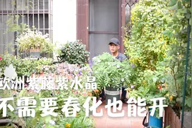 欧洲紫藤紫水晶，不需要春化也能开，当年种下就有花看视频封面