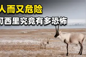 吞噬生命的可可西里，无人区有多恐怖？里面究竟是什么情况？视频封面