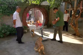 金毛母女难得团圆，大喜喂狗狗吃点好的，狗妈妈啥行为竟让人感动视频封面