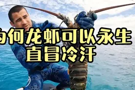 如果没有人类，龙虾真的可以永生？看得我直冒冷汗！视频封面