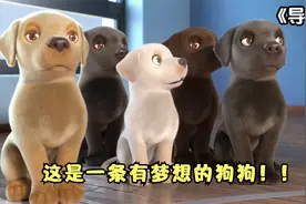 狗狗立志要当导盲犬，却因失误被淘汰，结局感人《导盲犬》视频封面