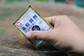 养花出现蚂蚁怎么办？园艺师教你，使用杀蚁饵剂，什么蚂蚁都能用