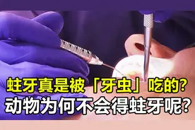 蛀牙真的是被“牙虫”吃掉的吗？为何从没见过猫狗长蛀牙呢？视频封面