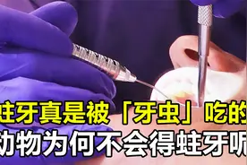 蛀牙真的是被“牙虫”吃掉的吗？为何从没见过猫狗长蛀牙呢？视频封面