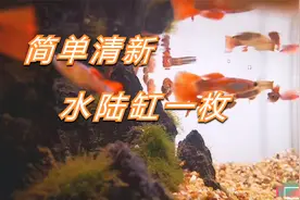 给客户造的水陆缸，简单清新，水里搭配多彩的孔雀鱼，好看！视频封面