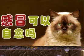 猫感冒可以自愈吗视频封面