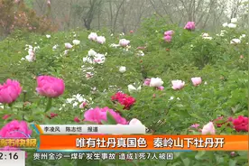 唯有牡丹真国色 秦岭山下牡丹开视频封面