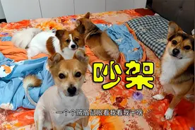 狗狗跟主人对骂，骂一句它顶三句越吵越凶，主人气得头发都站起了视频封面