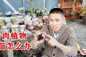 多肉植物僵苗不长了，杆子上面粗下面细，怎么处理？视频封面
