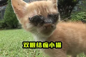 小猫被熊孩子扒瞎双眼，长成厚厚的结痂，猫妈妈的反应让人泪目