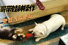 K米给毛孩子买新年衣服，让托尼哥带娃，结果它把娃当拖把玩…视频封面