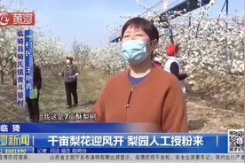 临猗：千亩梨花迎风开，梨园人工授粉来视频封面