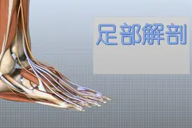 足部解剖3D科普视频封面