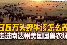 36万头野牛怎么养？拥有上千头美国国兽什么体验，南达州野牛农场视频封面