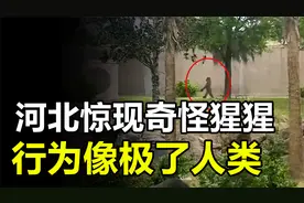 河北出现“进化”大猩猩，行为像极了人类，究竟怎么回事？