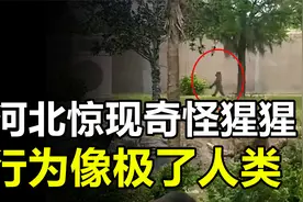 河北出现“进化”大猩猩，行为像极了人类，究竟怎么回事？视频封面