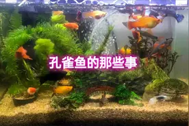 缸水为何一夜变清？余月无奈道出缘由，遇到这种情况，一定要换水视频封面