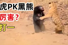 一只黑熊真能吓走两只老虎吗？老虎和黑熊谁更厉害，一目了然视频封面