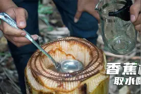 真想不到，往香蕉树打一个洞，就有香蕉树水喝，放冰糖更好喝视频封面