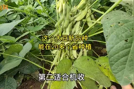 这个大豆品种最高亩产706.9斤，抗病又高产，能在20多个省市种植视频封面