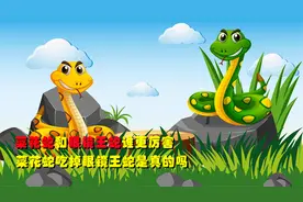 毒蛇天敌菜花蛇和眼镜王蛇谁更厉害？菜花蛇吃掉眼镜王蛇是真的吗视频封面
