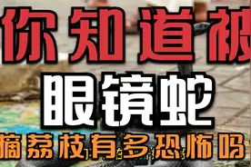 有多少印度男性在上厕所时，被眼睛蛇摘荔枝吗？视频封面