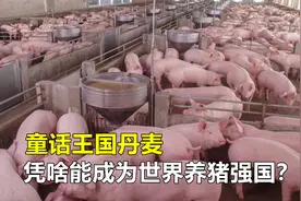 丹麦凭啥能成为世界养猪强国？养猪模式先进，值得国内学习借鉴视频封面