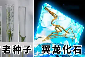6件神奇的事，发现翼龙新品种、3.2万年前的种子还能发芽开花？视频封面