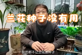 为什么兰花繁殖不用种子，而是分株繁殖呢，原来是这么回事视频封面