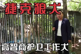 因为长相太像狼被许多国家禁养的捷克狼犬，智商高性格稳定的猎犬视频封面