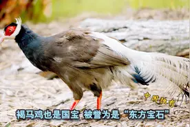 涨知识：清朝时官员头戴花翎，花翎是何种鸟的羽毛？视频封面