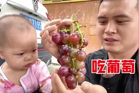 小白买了4斤葡萄，清甜可口，1岁宝宝越吃越上瘾，不给吃就大叫