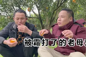 四川柑橘丰收季节，爱媛吃了又吃椪柑，还有资中血橙即将成熟视频封面