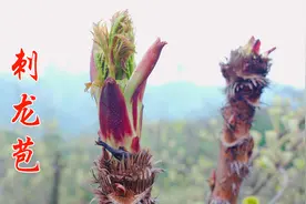刺龙苞，浑身长满刺的野菜，更被称作“天下第一珍”，你吃过吗？视频封面