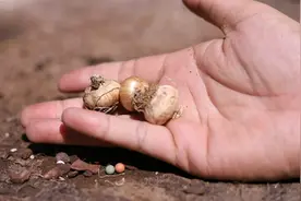 什么植物是高端花卉？园艺师教你，它就是圣心百合，秋季适合栽种