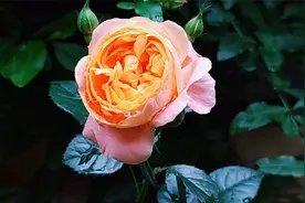 养月季没那么难，牢记7句“顺口溜”，月月开花还不爱生病虫害视频封面