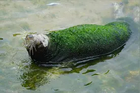 海豹疏于照料浑身长满“绿毛” 动物园遭怒斥任由海豹等死视频封面