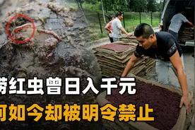 臭水沟中的“血红虫”，曾有人靠捞捕日入千元，为何如今禁止了？视频封面
