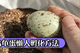 适合新手的乌龟蛋懒人孵化方法，龟苗刚破壳怎么办？乌龟自然孵化视频封面