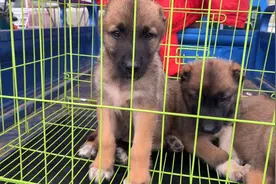 狗市实拍：这狗战斗力惊人，从小要把耳朵剪掉，你知道原因吗？视频封面