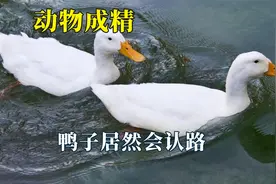 建国以后动物不许成精，还是第一听说这样的要求，鸭子居然会认路视频封面