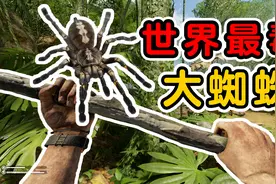 绿色地狱03：抓到3只巴西大蜘蛛，世界上最毒的蜘蛛！视频封面