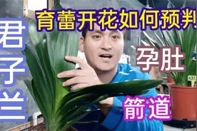 看明白什么是君子兰的“孕肚”和“箭道”，就可提前预判能否开花视频封面