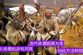 北极圈的游牧民族，世代依靠驯鹿为生，驯化方法特别独特，纪录片视频封面
